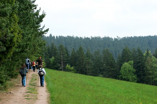 Wandern im Schwarzwald entlang Wald und Wiesen